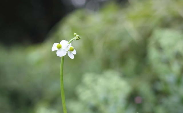 Broadleaf Arrowhead Flowers Pictures