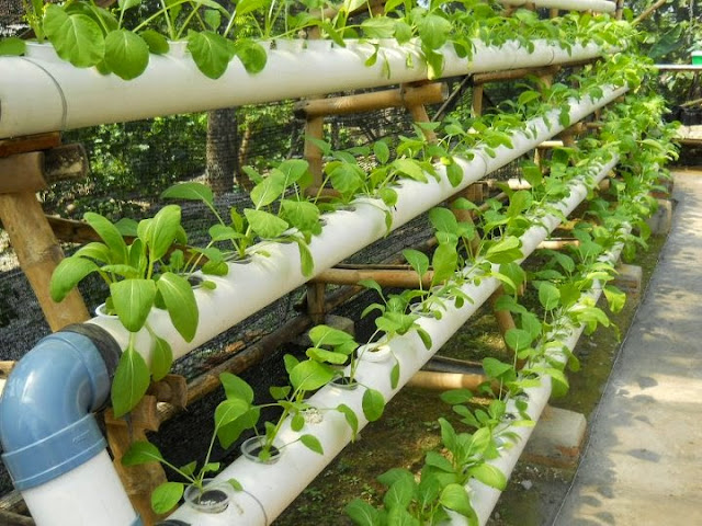 Cara Berkebun Menanam Sayuran Di Lahan Sempit