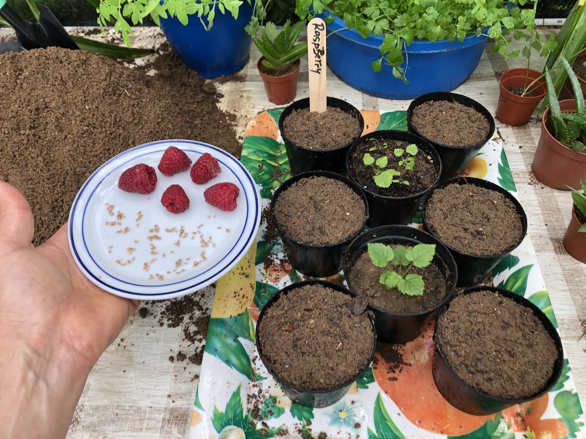 This exciting, hands-on video shows you everything you need to start your own raspberry patch indoors. Don’t let space or experience hold you back — whether you’re a beginner or a seasoned green thumb, there’s something incredibly magical about watching your very own raspberry seedlings push through the soil.