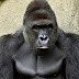 4-Year-Old Who Fell Into Cincinnati Zoo's Gorilla Enclosure.......