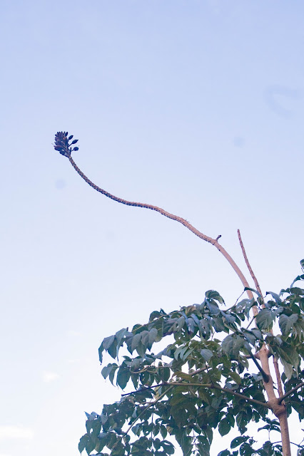 Oroxylum indicum