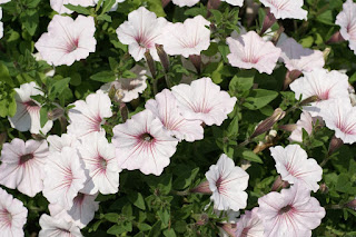 Petunia - Supertunia Vista Silverberry 