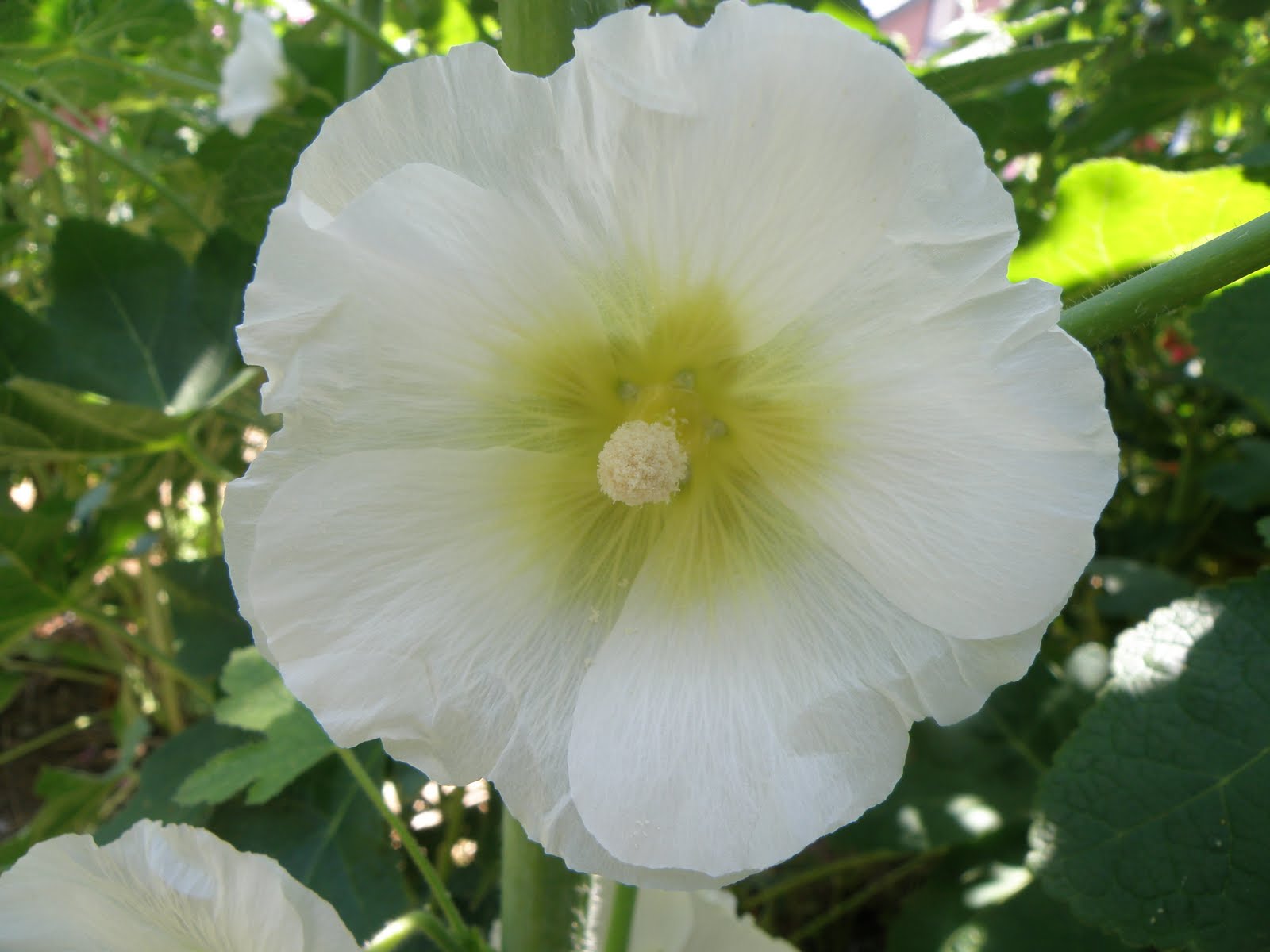 Flos 花 Blume Flower 華 Fleur Flor Cbetok Fiore タチアオイ 8 ターシャ テューダー