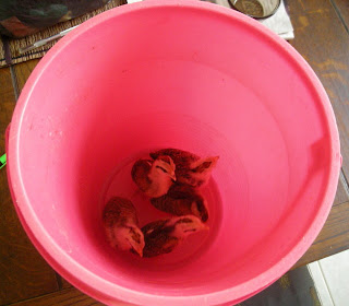 A bucket of chickens