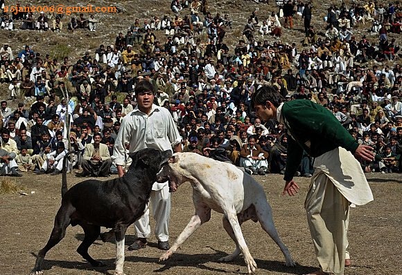 Fighting dogs in Pakistan 2