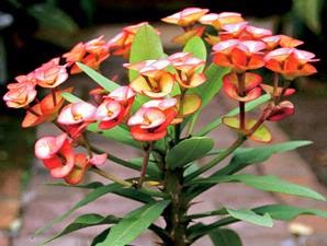 tanaman-hias-bunga-euphorbia