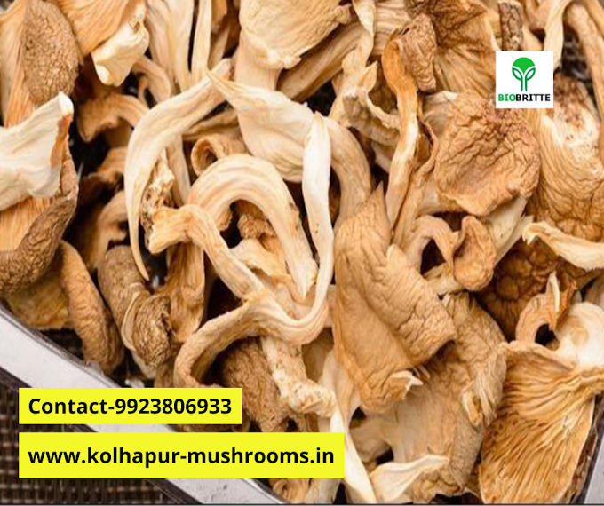 Mushroom training center in Kolhapur