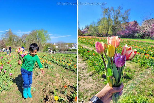 Ferme du Chant des Cailles Brussels | Make your own Tulip Bouquet | Tulips to cut in Brussels