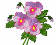 FancyPansiesSet_B