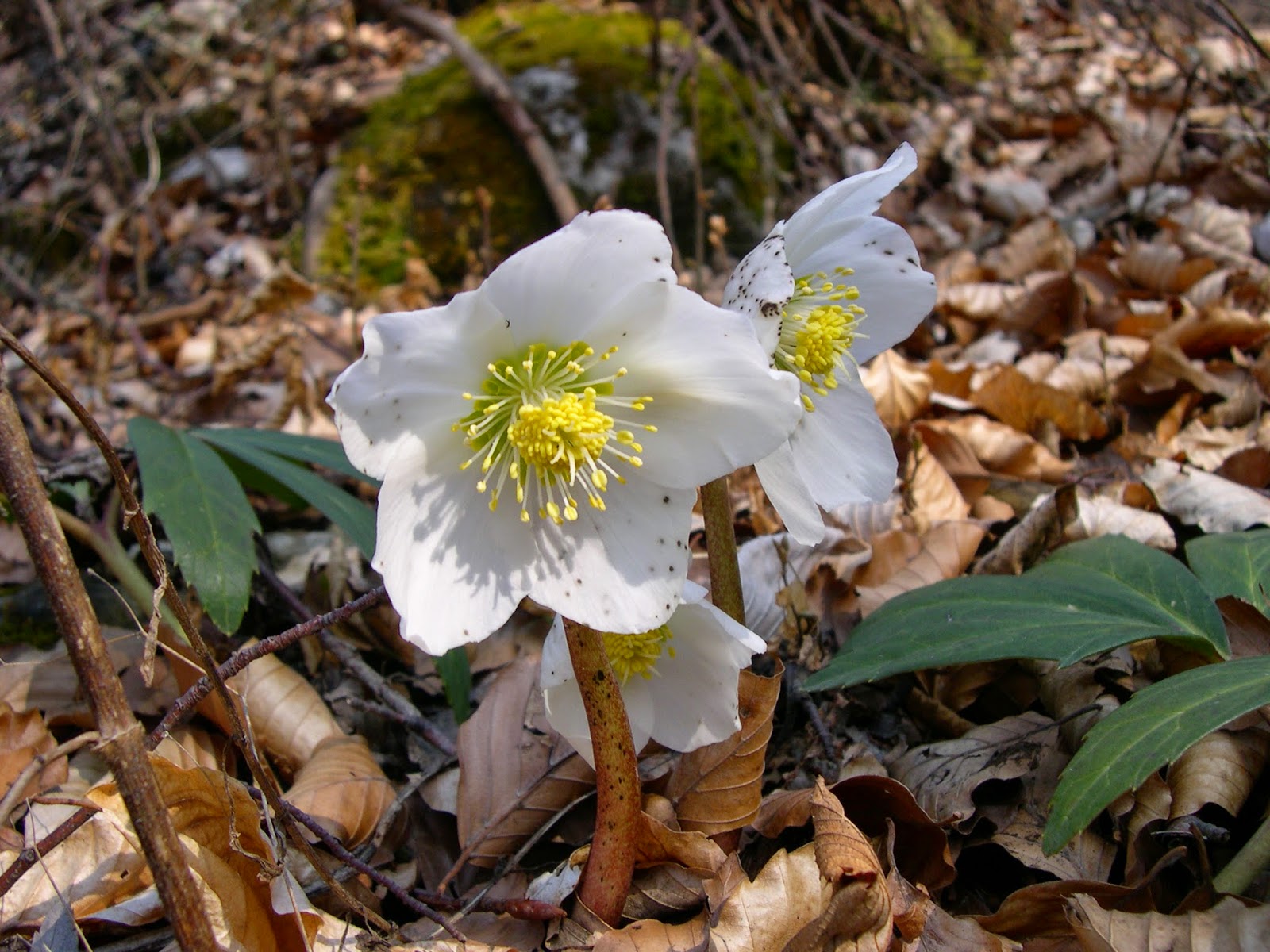  HELLEBORUS NIGERA - ஹெல்லிபோரஸ் நைக்ரா