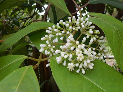 珊瑚樹的花序