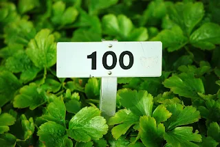 A small sign with 100 marked on it, in the middle of a bed of parsley.