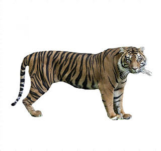 harimau