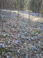  Печёночница благородная вариант благородная Hepatica nobilis var. nobilis. 