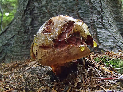 Las Bronaczowa, borowik ceglastopory, Boletus luridiformis