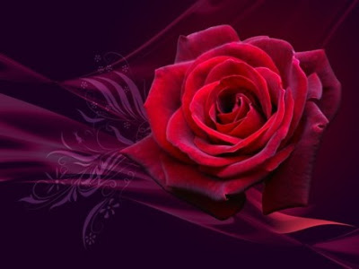 wallpapers roses. Labels: Beautiful Love Rose Wallpapers, Free Roses Pictures, 