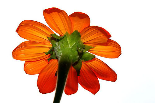 flower white background