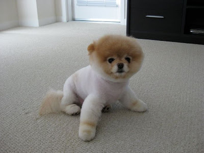 Meet Boo the Cutest Pomeranian Dog Seen On  www.coolpicturegallery.us