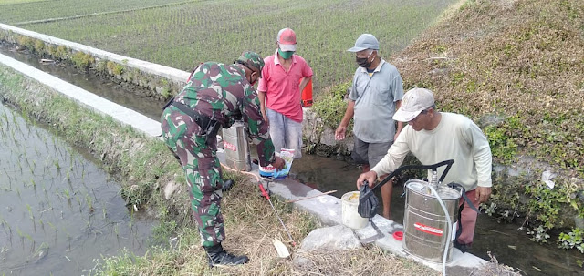 Babinsa Koramil Wonosari Bersama PPL Berantas Hama Wereng