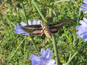 white lined hawk moth on chicory