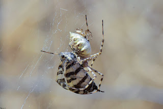 araña-tigre-argiope-lobata-apareandose-