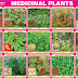 ✔21+ Engaging Medicinal List Of Herbs With Pictures