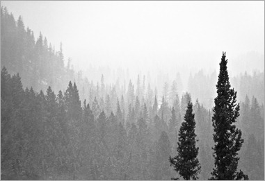Snow Falling On CedarsIMG_4228-Edit
