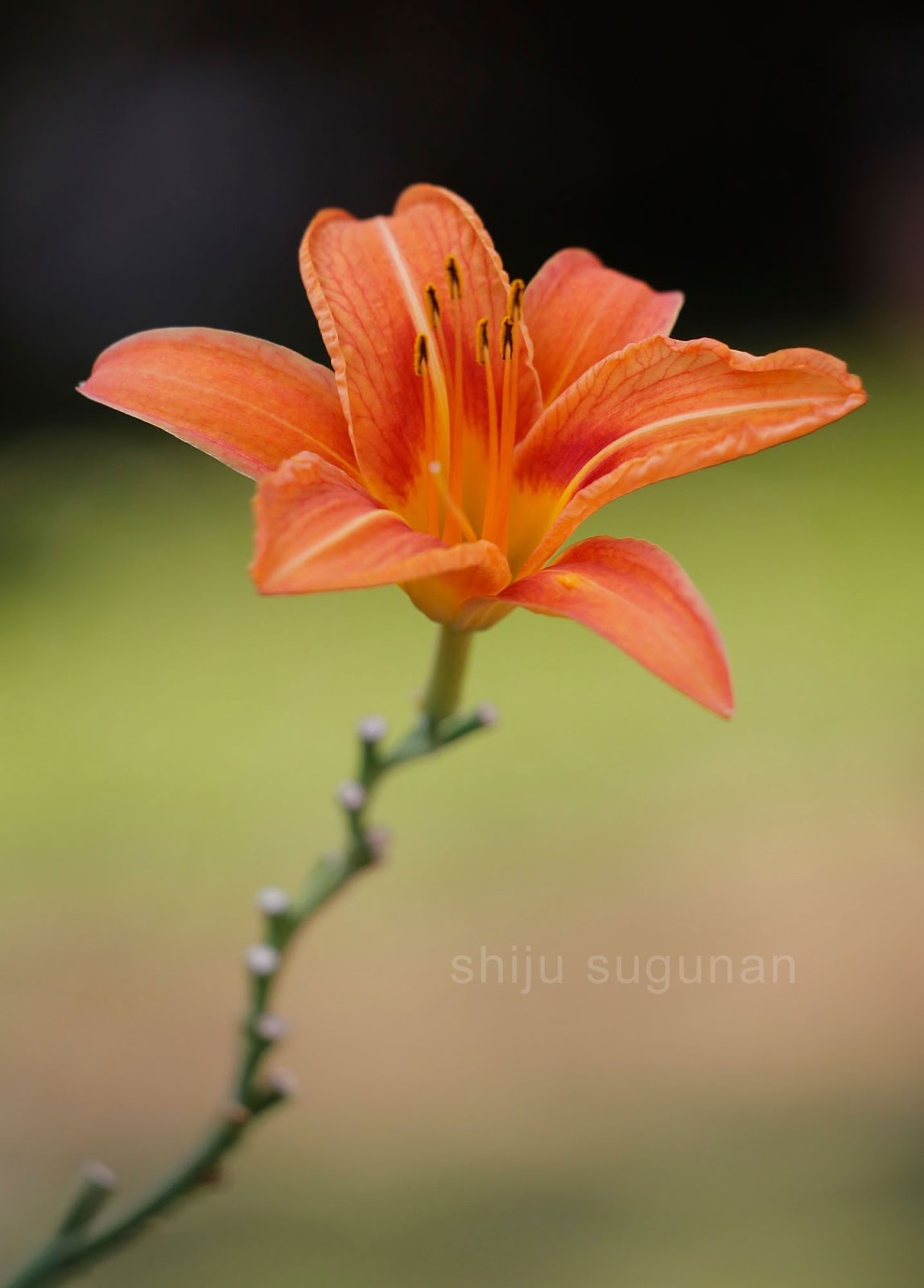 Orange Daylily Flower Photo by @shijuvenate