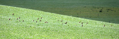 Golden Plover flock