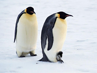 Cute Penguin Wallpapers