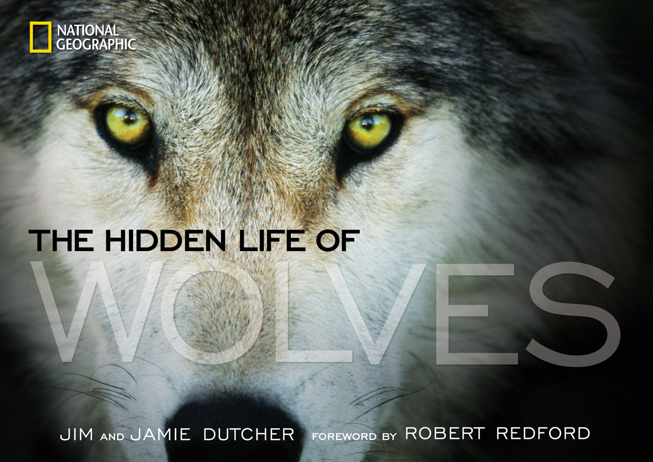 White Wolf The Hidden Life Of Wolves New Book By Jim