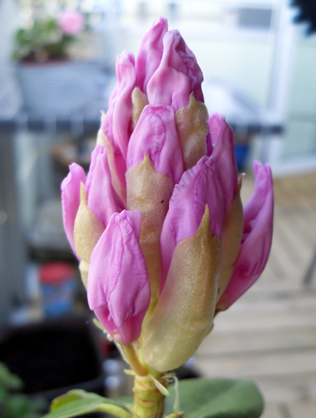 på spring