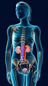 Understanding kidneys and its functions