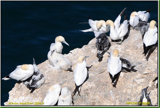 Bempton RSPB D300s T  07-08-2015 13-21-045