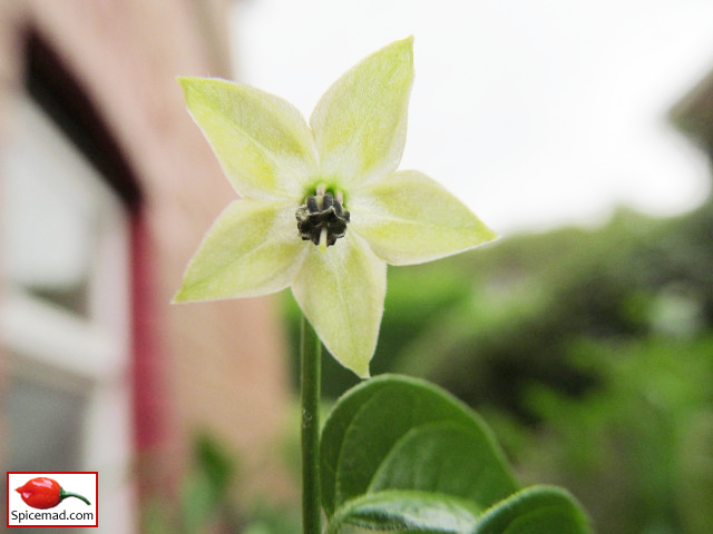 Aji Guaguao Flower - 21st August 2019