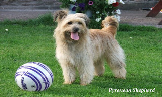 Overview of Pyrenean Shepherd