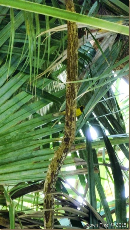 hooded warbler