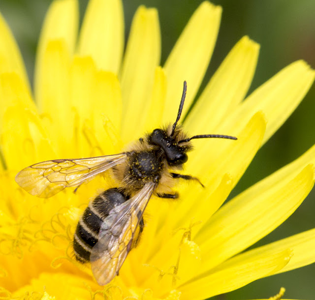 Yellow-legged Mining Bee, Andrena flavipes, on a Marsh Marigold, Caltha palustris, in the pond in Spring Park, 24 April 2013.