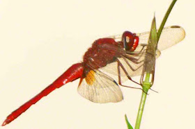 dragonfly, Okinawa, red