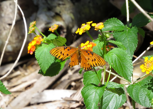 Gulf Fritillary - Fort De Soto Park, Florida