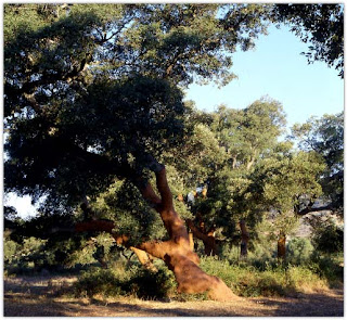 Quercus suber - Alcornoque mediterráneo