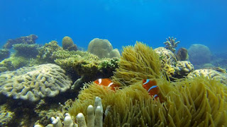 Pantai Angsana