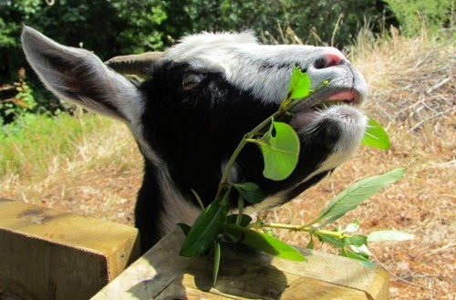 Goats4