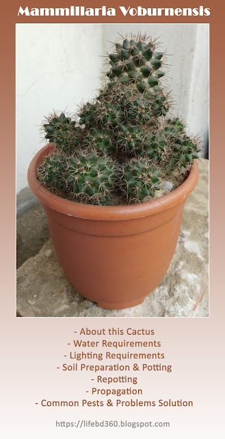 Mammillaria Voburnensis Cactus Care