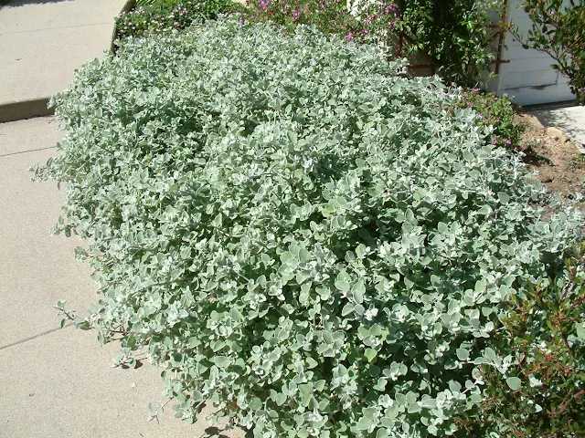 50 Medicinal Plants Commonly Used as Herbal Tea