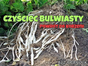 bulwy czyśćca bulwiastego