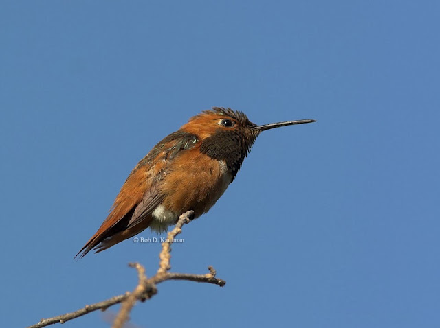 allen's hummingbird