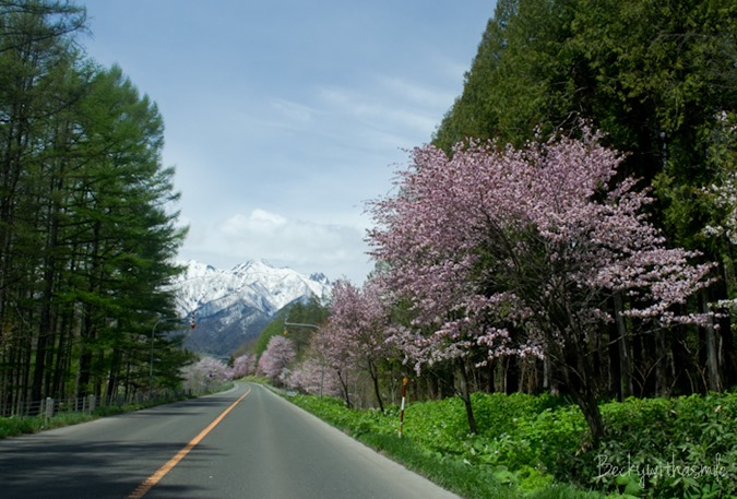 2013-05-25 Sakura 019
