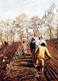 Pulling the plough, Horses were harnessed in single file for the autumn ploughing. In spring was harrowed to break up the clods before planting. 