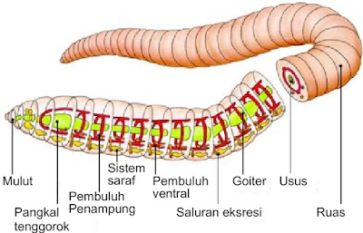 cacing.